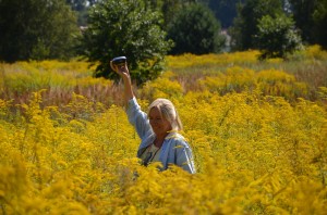 KBiOP Biostrateg Solidago